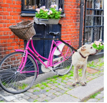 Fahrrad Walking Hundeleine Hundekette Be- und Entladen Leine Hund Haustierbedarf