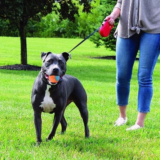 Haustierspielzeug für Hunde, Molar, langlebiger, klingender Trainingsball